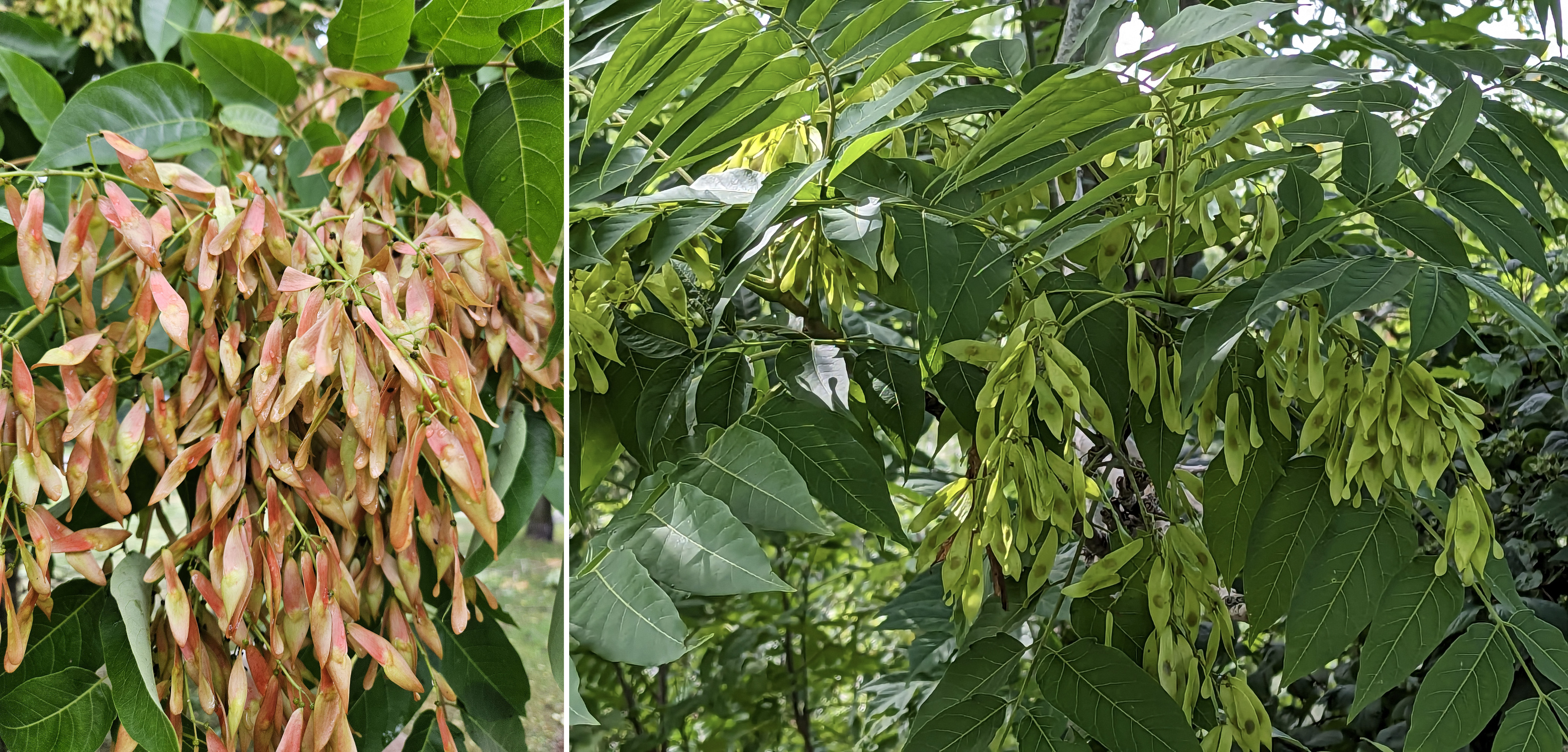 Clusters of seeds on trees of heaven.